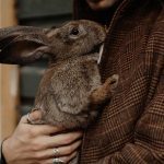 Comment couper les griffes du lapin : Petit guide et conseils pratiques