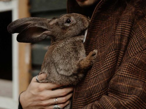 méthode pour couper griffes du lapin