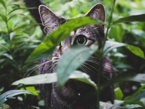 quelles plantes cultiver avec chat