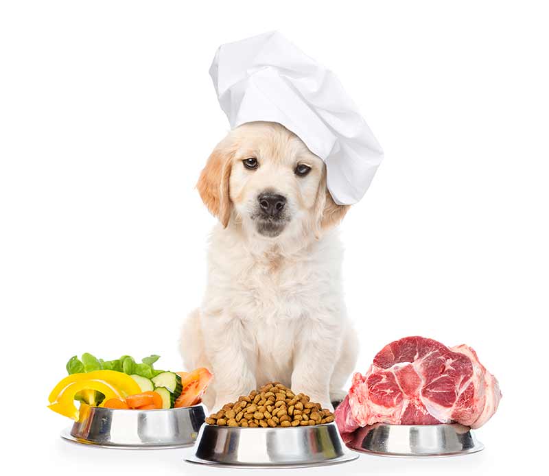 recettes de repas naturels pour chiens
