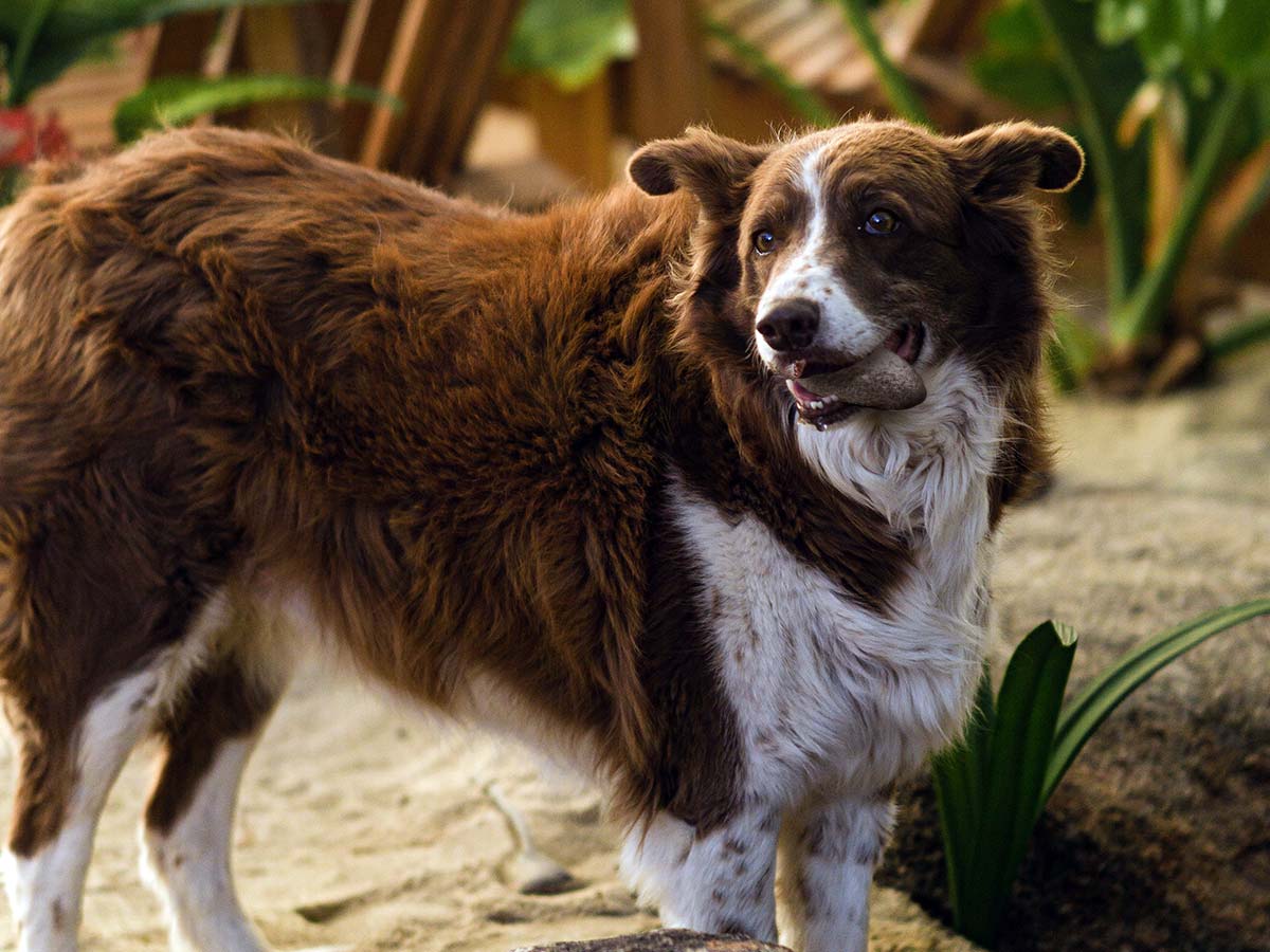 chien qui mange une pierre