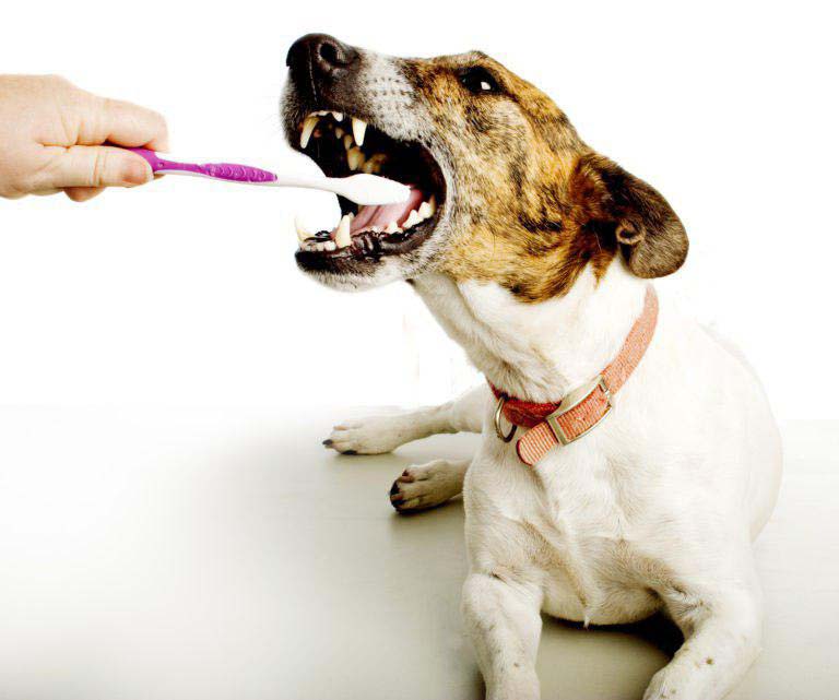 chien qui mâche des graviers : inspection des gencives - danger pour les dents