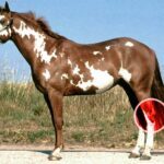 Cheval qui cogne ses sabots arrières ensemble : est-ce grave ?