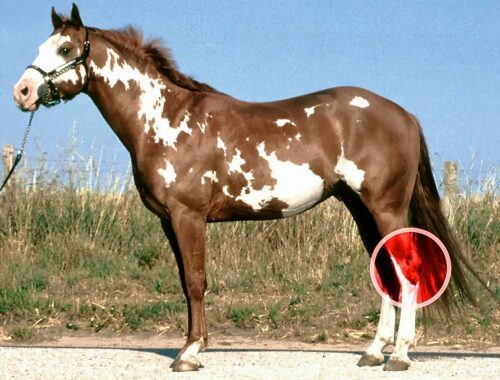 cheval cogne ses sabot arrières ensemble