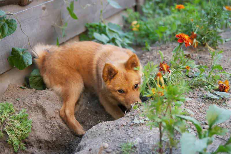 chien qui creuse que faire