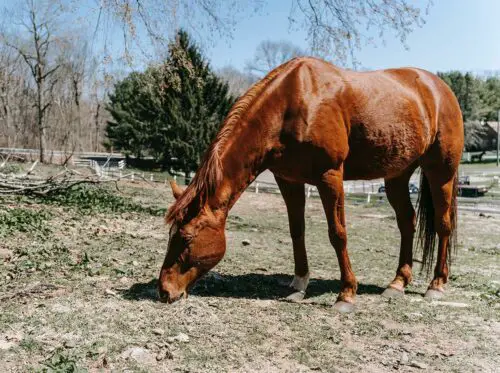 comment les parasites infectent le cheval