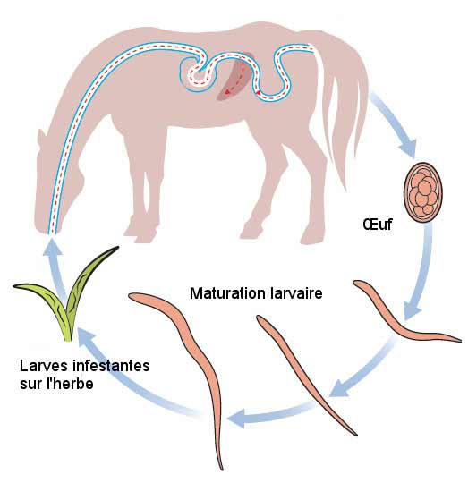 infestation du cheval exposé aux larves excrétées