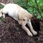 Que faire pour qu'un chien arrête de creuser dans le jardin ?