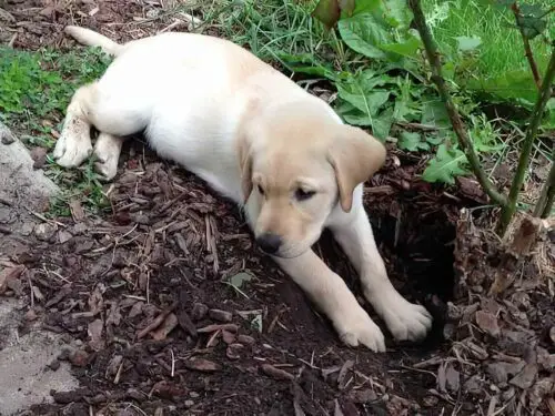 comment empêcher chien faire des trous dans le jardin