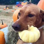 Les chiens peuvent-ils manger de la citrouille ?