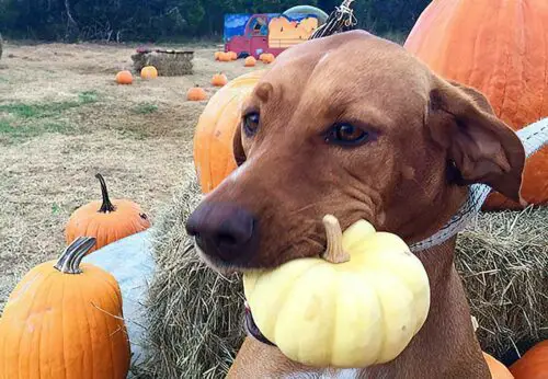 un chien peut il manger de la citrouille