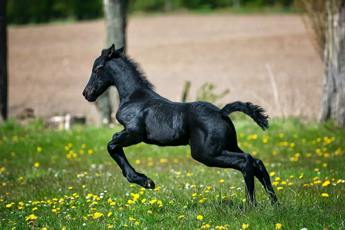 infestation larves cheval