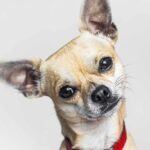 Comment habituer votre chihuahua à rester seul à la maison ?