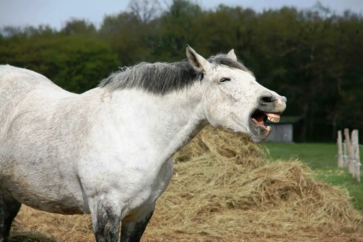 vices écuries stress du cheval