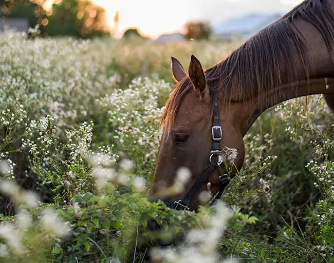 Normes alimentaires de cheval