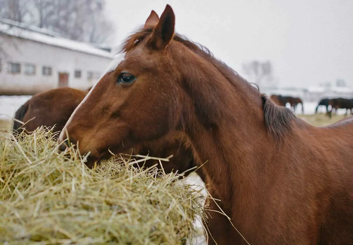 quel est le regime alimentaire du cheval