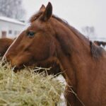 L'alimentation correcte du cheval - en quoi consiste-t-elle ?
