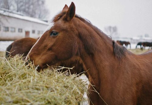 quel est le regime alimentaire du cheval