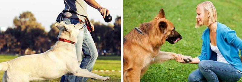 Formation des chiens par une méthode de contraste.