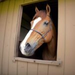 Mon cheval fait les cent pas ou piétine dans son box - est-il malade ?