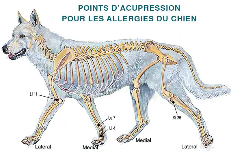 les points d'acupression pour soulager le chien des allergies