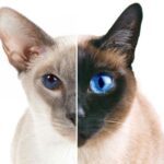 Quelles sont les différences entre un chat siamois et un chat thaï  ?