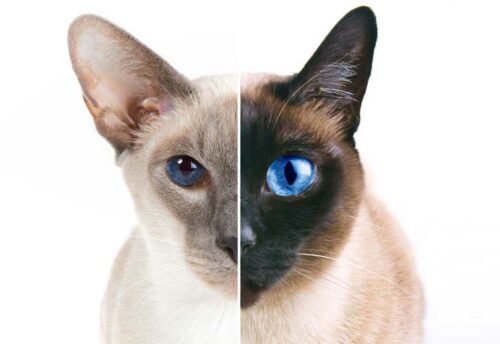 les différences entre un chat siamois et un chat thai