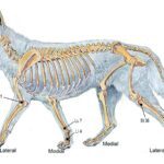 Votre chien souffre d'allergies ? Essayez l'acupression