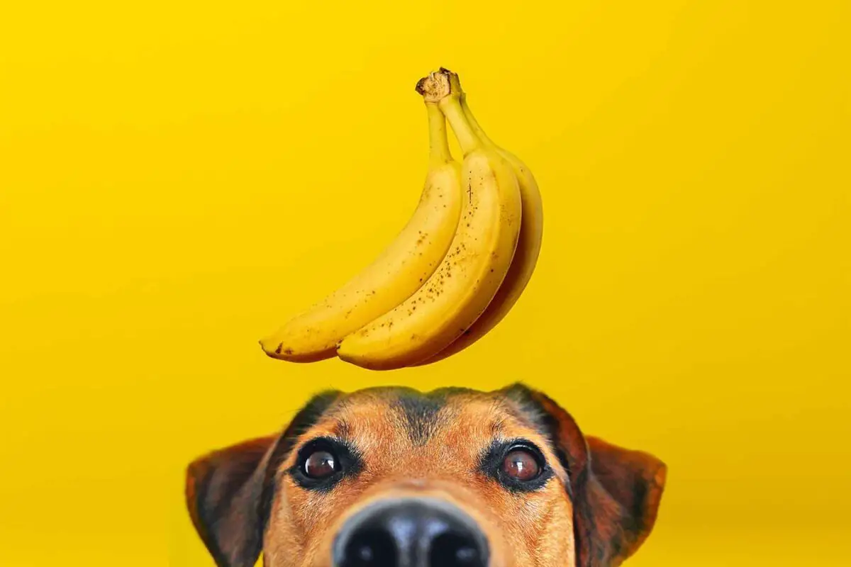 11 aliments à donner aux chiens souffrant de diarrhée