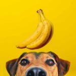 12 aliments pour humains à donner aux chiens souffrant de diarrhée ou de maux d'estomac