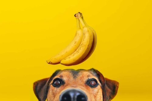 11 aliments à donner aux chiens souffrant de diarrhée