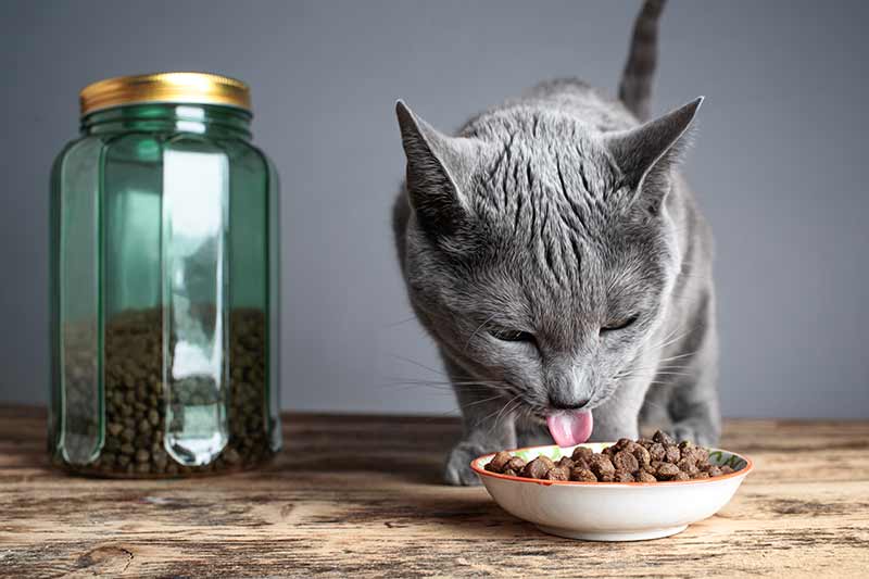 chat trop gros, donnez-lui une alimentation équilibrée et des proportions adaptées