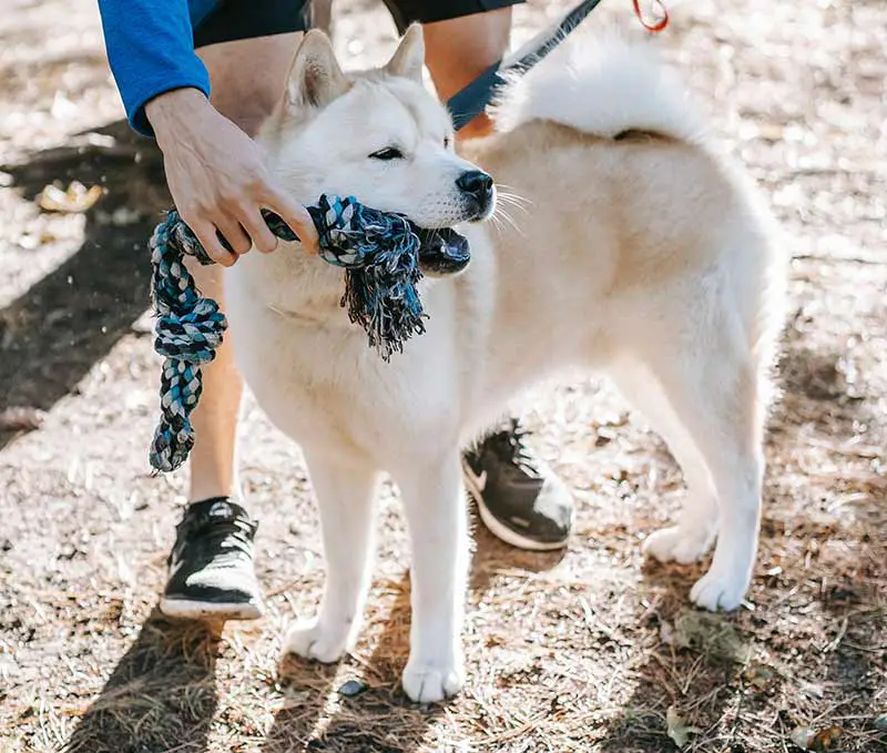 apprendre à son chien à rendre un objet