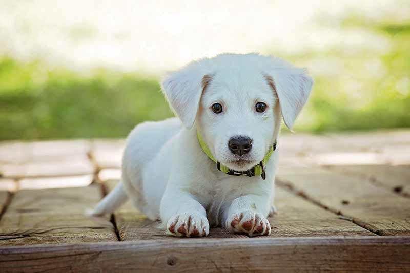 apprendre à son chiot où uriner