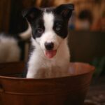 Comment apprendre la propreté à son chiot : Guide pratique