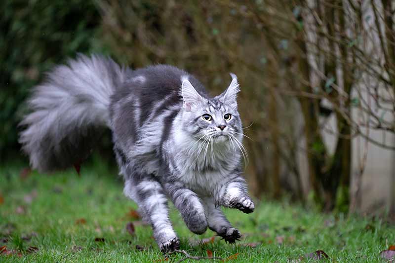 Les chats Maine Coon et la conjonctivite