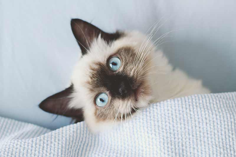 chat ragdoll conjonctivite