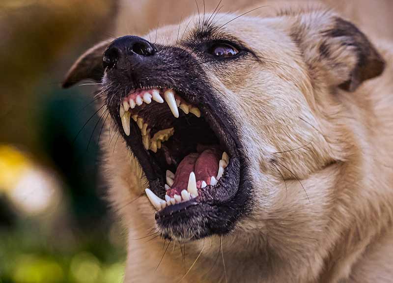 chien qui grogne