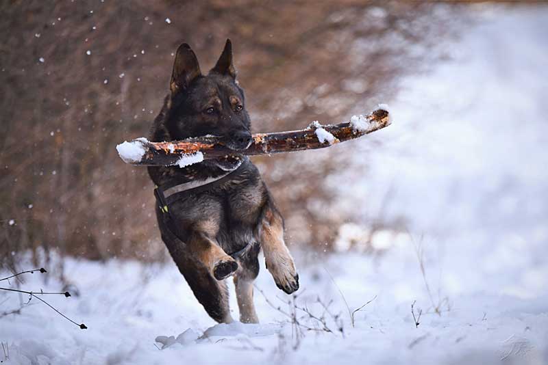 Les coussinets du chien sont mis à rude épreuve en hiver