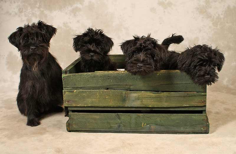 chiens dans caisse en bois