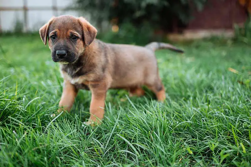 Chiot : Quand le faire faire pipi quand on travaille ?