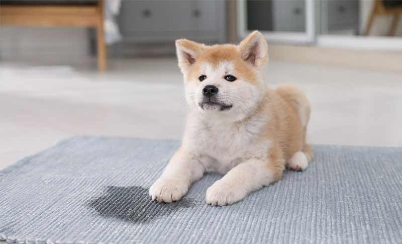 chiot qui a uriné sur un tapis