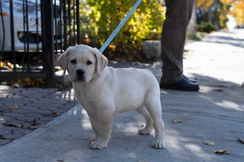 combien de fois par jour promener son chiot pour faire pipi