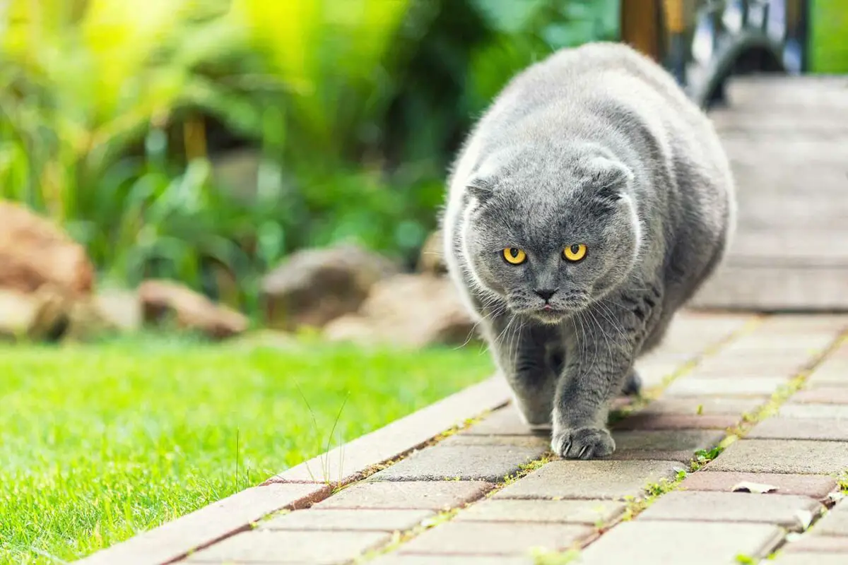 comment faire maigrir son chat