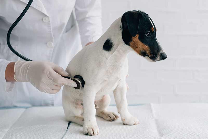 diarrhée urgence chien