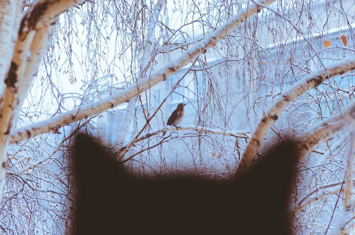 empechez votre chat de chasser les oiseaux