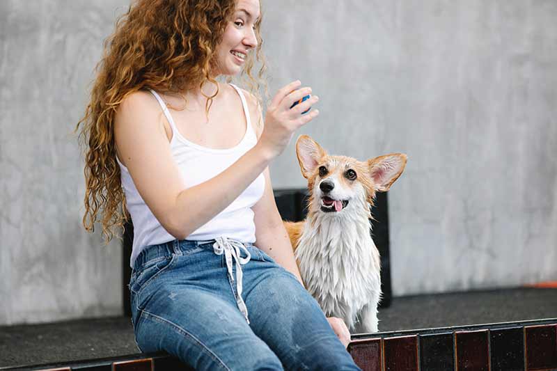 façonner le comportement du chien