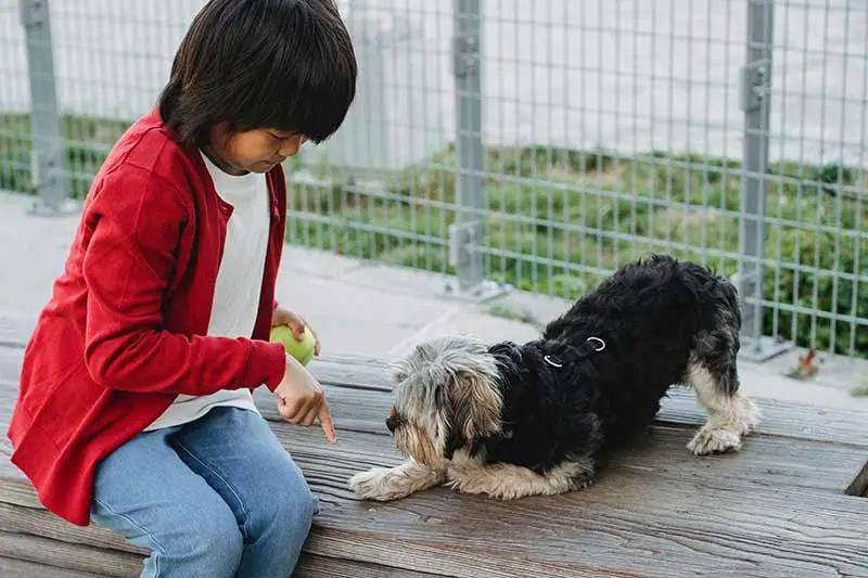 comment apprendre à son chien le mot : assis