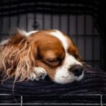 Habituer son chien à la cage : Le guide ultime