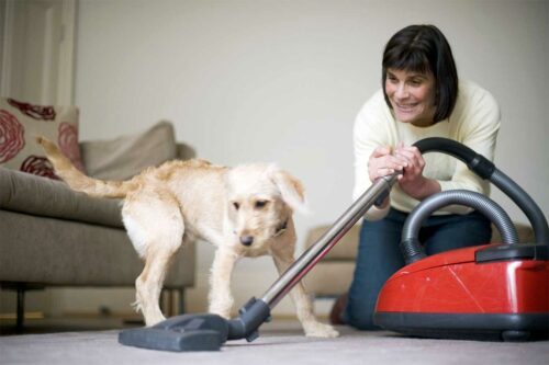 habituer son chien a ne plus avoir peur de l'aspirateur